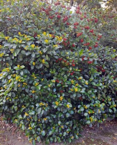 Psychotria capensis subsp. capensis two different stages